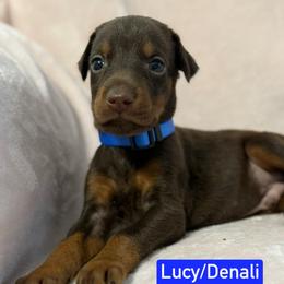Blue Collar - Red and rust male Doberman Pinscher puppy in Lake City, Florida from Paintedcrazy Doberman Pinchers