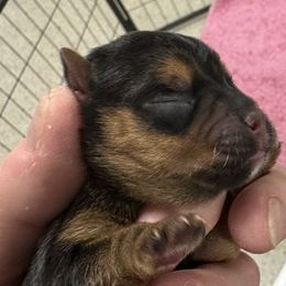 Miniature Schnauzer and Norwich Terrier Puppies from Parker Place  Puppies (Mini schnauzers and Norwich Terriers)