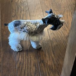 Atari - Miniature Schnauzer