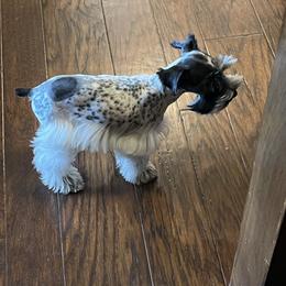 Atari - Miniature Schnauzer
