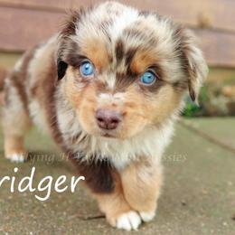 Miniature American Shepherd puppies from Flying H Toy and Mini Aussies