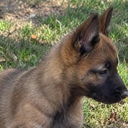 Fawn Girl - Fawn sable female Belgian Malinois puppy in Dallas, Texas from Kaizen Ruach Malinois