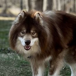 Enzo - Siberian Husky