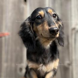 Shiloh - Dachshund