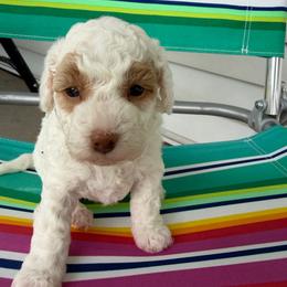 Lady - Parti female Goldendoodle puppy in Cherry Tree, Pennsylvania from Plum Creek Acres Next Generation