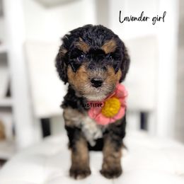 Lavendar girl - Tri-color female Bernedoodle puppy in Valdese, North Carolina from Doodling All Day Goldendoodles