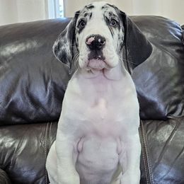Speckles - Harlequin male Great Dane puppy in Castle Rock, Washington from Uber Alles Great Danes