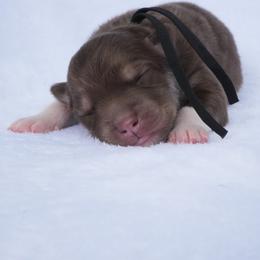 Conrad (Black Collar) - Red and white male Siberian Husky puppy in Warwick, Rhode Island from Young Orchard Siberians