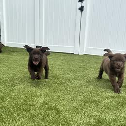 Labrador Retriever Puppies from Enchanted Garden Labradors