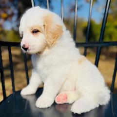 Wolverine - Red male Pyredoodle puppy in Bowling Green, Ohio from FDF Pyredoodles & Bernedoodles
