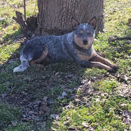 Lacie - Blue mottled Australian Cattle Dog puppy in Colbert, Oklahoma from LoveAHeeler