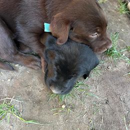 Labrador Retriever Puppies from Wings of Freedom Retrievers