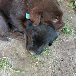 Labrador Retriever Puppies from Wings of Freedom Retrievers