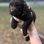 Boykin Spaniel Puppies from Flyin W Boykins