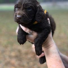 Boykin Spaniel Puppies from Flyin W Boykins