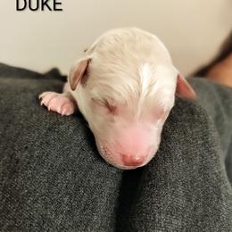 Duke - Apricot male Goldendoodle puppy in Hendersonville, Tennessee from Ben's Best Buddy Goldendoodles