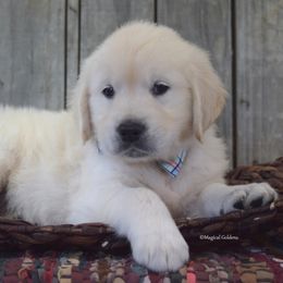 Goldendoodle and Golden Retriever Puppies from Magical Goldens