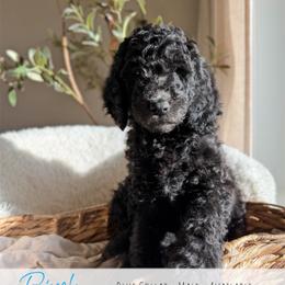 Blue Boy - Black male Goldendoodle puppy in Carthage, Tennessee from Willows Doodles