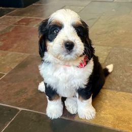Elsa - Tri-color female Bernedoodle puppy in Royse City, Texas from Platinum Bernedoodles of Texas