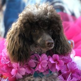 Hali - Poodle