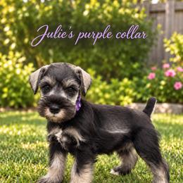Miniature Schnauzer Puppies from Phoenix Ranch