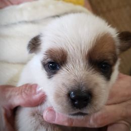 Red Tail Girl - Red speckled Australian Cattle Dog puppy in New Mexico from Thornbush