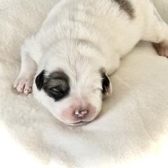 Girl 2 - Great Pyrenees puppy in Pennsylvania from Davis Pyrs of the Northern Tier