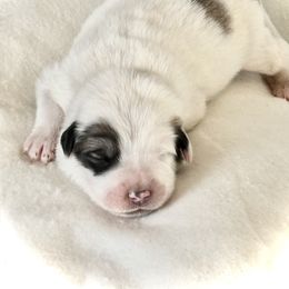 Girl 2 - Great Pyrenees puppy in Pennsylvania from Davis Pyrs of the Northern Tier