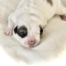 Girl 2 - Great Pyrenees puppy in Pennsylvania from Davis Pyrs of the Northern Tier