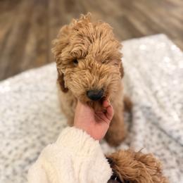 Poodle Puppies from Savana williams