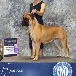 GRACIE - Bullmastiff