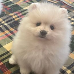 Ivory (Lulu) - White female Pomeranian puppy in Cullman, Alabama from Dixie Darlings Pomeranians
