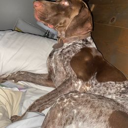 German Shorthaired Pointer All Grown Up from Congaree Kennels