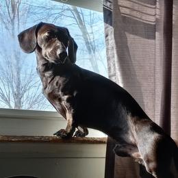Ricky - Dachshund