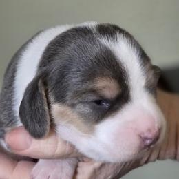 Chaps - Blue tan and white female Beagle puppy in La Pine, Oregon from Happier with Dogs
