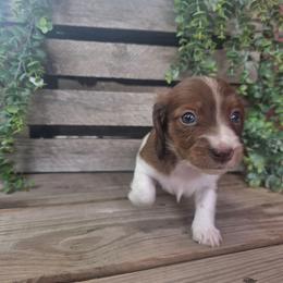 Ember - Piebald female Dachshund puppy in Grant, Michigan from Low Down Dashchuand