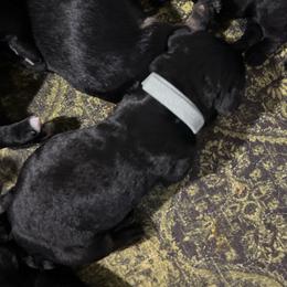 Light blue collar - Pepper and salt male Giant Schnauzer puppy in Atoka, Oklahoma from Hannah's Haus & Farm