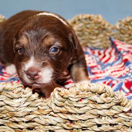 Betsy Ross - Red tri female Miniature Australian Shepherd puppy in Oakland, Maryland from Yarborough Kennels
