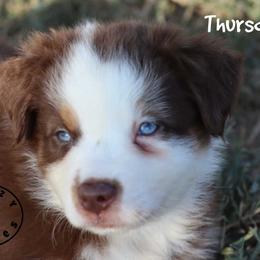 Thursday - Red tri male Miniature Australian Shepherd puppy in Garden Plain, Kansas from Krazy K Aussies
