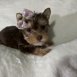 Yorkshire Terrier Puppies from Kruz Kennels