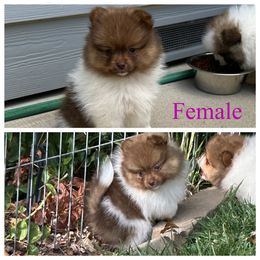 Miss - Chocolate parti female Pomeranian puppy in Sonora, California from NorCal Pomeranians