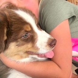 Australian Shepherds from Emory Oak Aussies