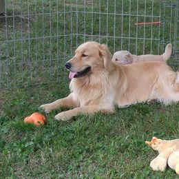 Golden Retriever Puppies from Journey Golden Retrievers