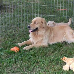 Golden Retriever Puppies from Journey Golden Retrievers