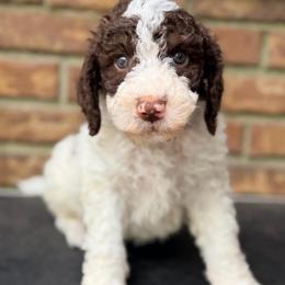 Rowan - Parti male Goldendoodle puppy in Macclenny, Florida from Baker County Goldendoodles
