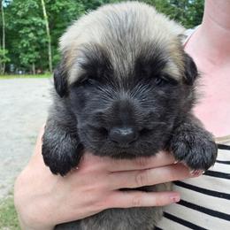 White collar boy - Sable male German Shepherd puppy in Dallas, Pennsylvania from Mountainside German Shepherds