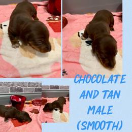 Choc and tan - Chocolate and tan male Dachshund puppy in Lakeland, Florida from Berry Dachshunds