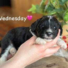 Wednesday - Black tri-color female Aussiedoodle puppy in Lancaster, Minnesota from Finney Ranch