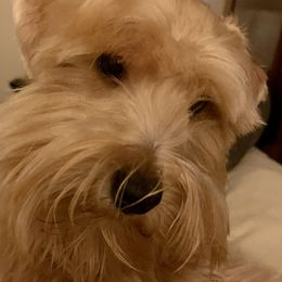 Whiskey - Miniature Schnauzer