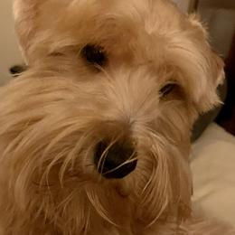 Whiskey - Miniature Schnauzer
